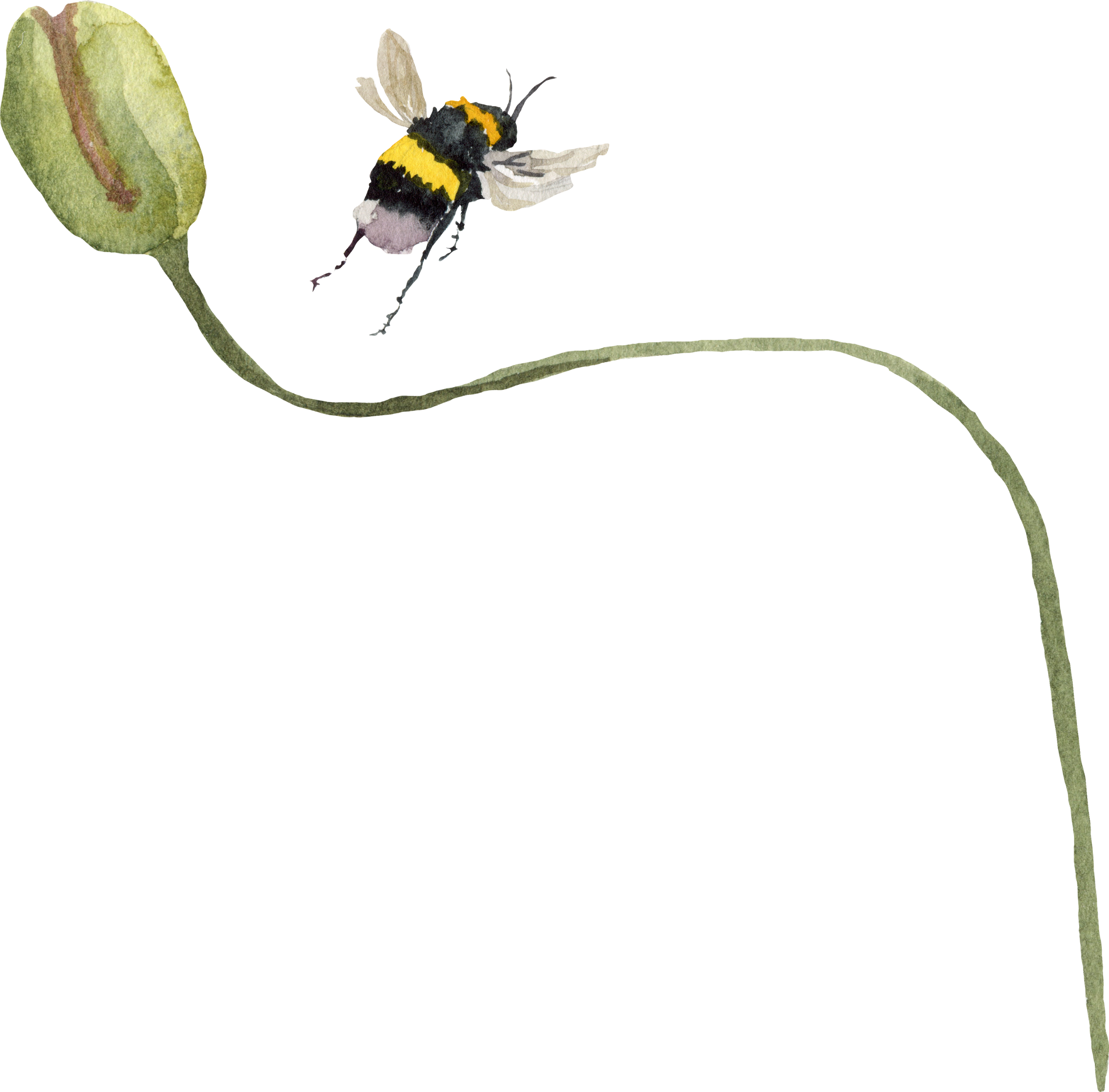 Ilustración botánica con abeja